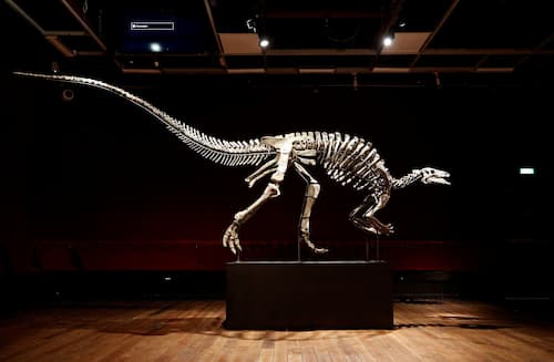 a picture of a Camptosaurus skelleton known as Barry